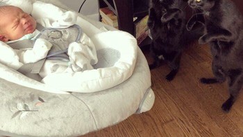 Lihat lucunya bayi manusia itu bro, kata salah satu kucing hitam. Foto: (Bored Panda).