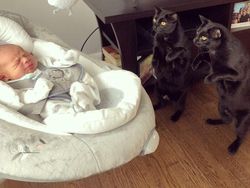 Potret Kucing Jadi Babysitter, So Sweet...