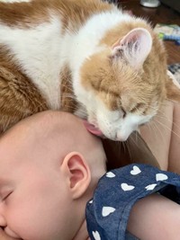 Ternyata kehadiran kucing bisa menemani si kecil di saat bermain atau tidur. Seperti deretan foto kucing jadi babysitter menggemaskan berikut.