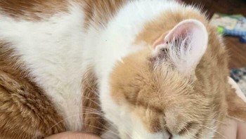 Eh, eh kok dijilat cing. Foto: (Bored Panda).