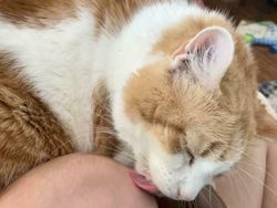 Potret Kucing Jadi Babysitter, So Sweet...