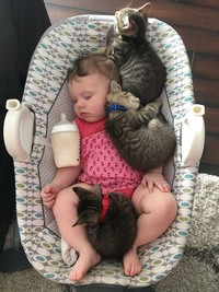 Ternyata kehadiran kucing bisa menemani si kecil di saat bermain atau tidur. Seperti deretan foto kucing jadi babysitter menggemaskan berikut.