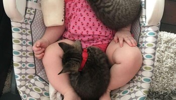 Tambah dua lagi anak kucingnya biar ramai. Foto: (Bored Panda).