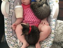 Potret Kucing Jadi Babysitter, So Sweet...