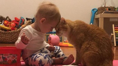 Potret Kucing Jadi Babysitter, So Sweet...
