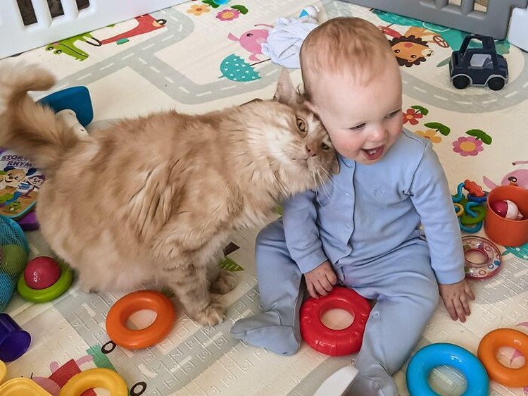 Ternyata kehadiran kucing bisa menemani si kecil di saat bermain atau tidur. Seperti deretan foto kucing jadi babysitter menggemaskan berikut.