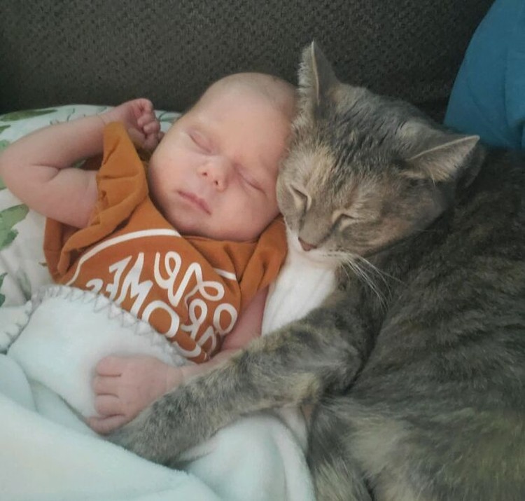 Ternyata kehadiran kucing bisa menemani si kecil di saat bermain atau tidur. Seperti deretan foto kucing jadi babysitter menggemaskan berikut.