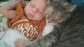 Diperuk dulu biar tidurnya nyenyak ya cing. Foto: (Bored Panda).