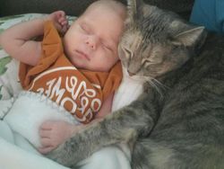 Potret Kucing Jadi Babysitter, So Sweet...