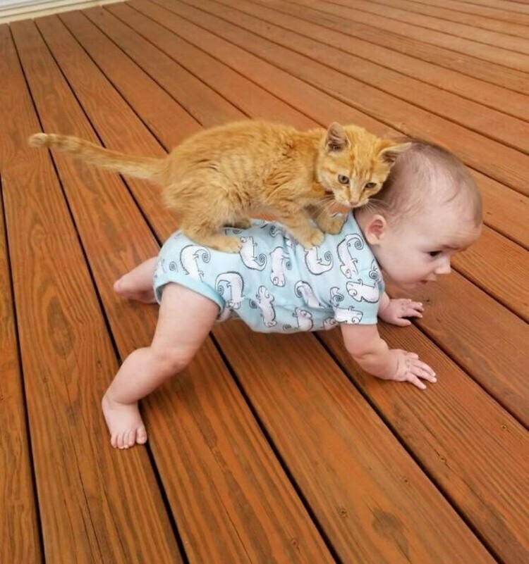 Ternyata kehadiran kucing bisa menemani si kecil di saat bermain atau tidur. Seperti deretan foto kucing jadi babysitter menggemaskan berikut.
