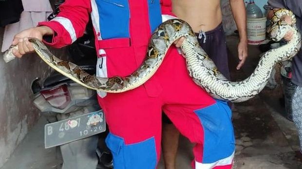 Seekor ular jenis sanca ditemukan berada dalam bak mandi warga Jakarta Timur (Jaktim). Untung saja ketahuan! (dok IG @damkarjakartatimur)