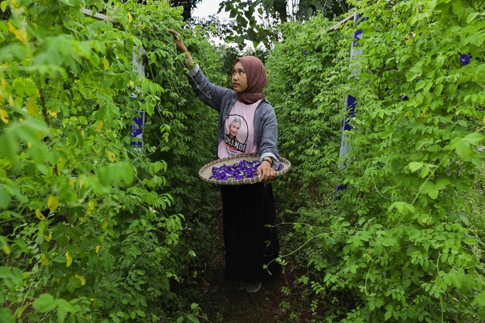 Srikandi Ganjar Ajak Warga Sulsel Ciptakan Peluang Usaha dari Kombucha