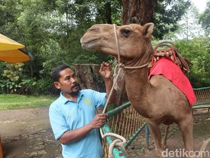 Kisah Rozak, Rela Jalani Puasa Tanpa Keluarga demi 3 Ekor Unta