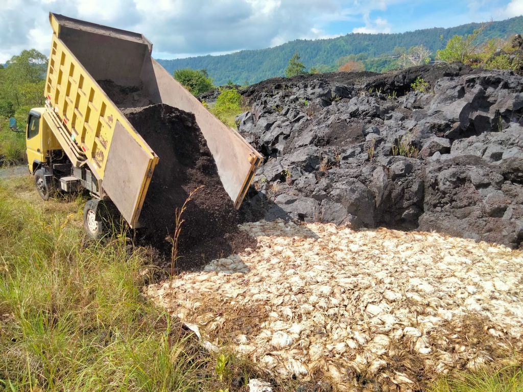 Penguburan ribuan bangkai ayam di Batur, Kintamani, Bangli, Kamis (23/3/2023). (Istimewa)