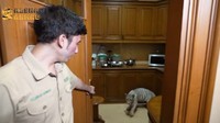 Di bagian dapurnya terdapat microwave untuk menghangatkan makanan. Dalam momen ini, harimau putih milik Alshad Ahmad pun ikut mengelilingi dapur. Foto: YouTube Alshad Ahmad