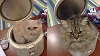 Di sahur pertama, kamu makan pakai apa, detikers? Pakai nasi kucing, kah? (Foto: Twitter @onecak)