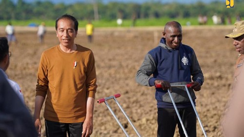 Presiden Joko Widodo mengecek lahan jagung di Papua