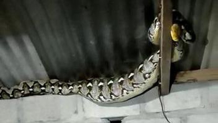 Ular piton yang masuk ke rumah warga Karangnongko, Mojosongo.