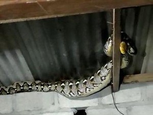 Hiii, Piton 2,5 Meter Nangkring di Usuk Rumah Warga Boyolali