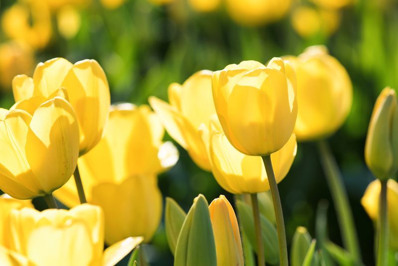 655947238 Skagit Valley, Washington