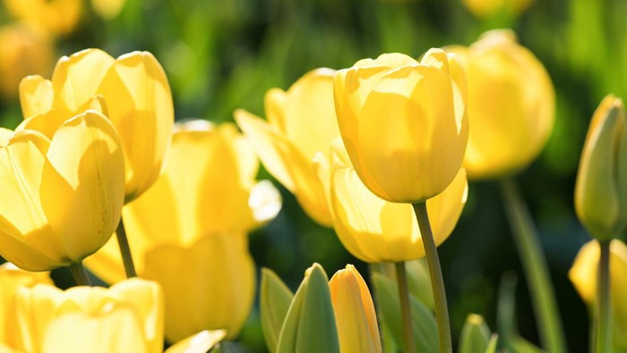 Skagit Valley, Washington