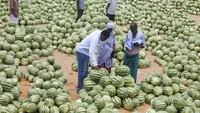 Di Somalia, tepatnya di kawasan Mogadishu, para pedagang melelang ratusan buah semangka demi menyambut Ramadan. REUTERS/Feisal Omar