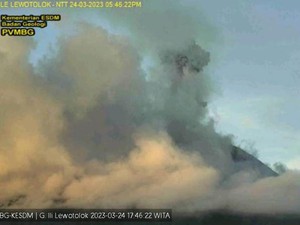 Terkini! 89 Kali Erupsi, Ili Lewotolok Lontarkan Lava Pijar 550 Meter