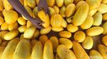 Manisnya Bisnis Timun Suri di Bulan Suci