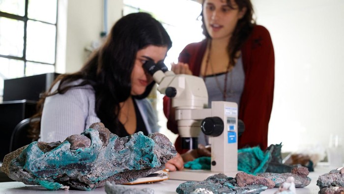 Researcher Fernanda Avelar Santos looks through a microscope at 