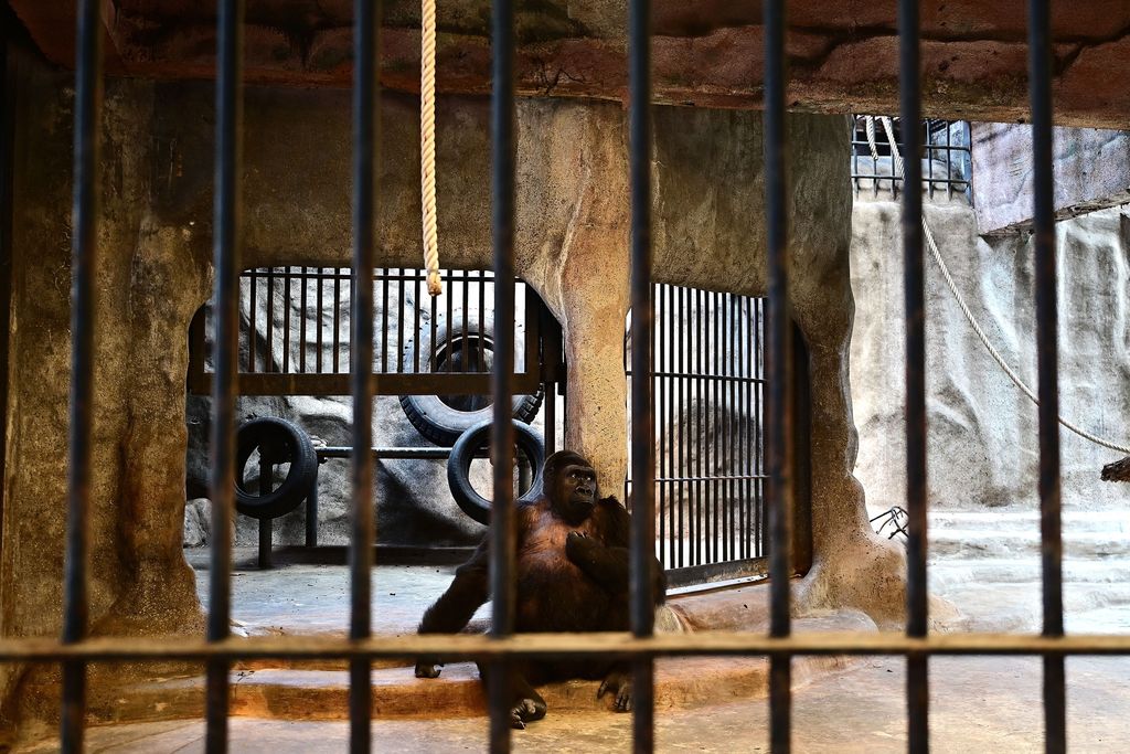 This photograph taken on March 19, 2023 shows visitors standing in front of the cage of Thailands only gorilla, a female named 'Bua Noi' or Little Lotus, at the Pata Zoo in Bangkok. - Seven floors above a shopfloor hawking cheap perfume and nylon underwear, Thailand's 