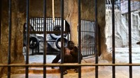 Pemilik pusat perbelanjaan itu menolak untuk memindahkan Bua Noi ke lokasi yang lebih cocok, meskipun banyak permintaan dari aktivis hak-hak binatang dan Pemerintah Thailand. Bahkan hari ini, pemilik Bua Noi menolak untuk membiarkan dia menjalani sisa hari-harinya di suaka, dengan anggota lain dari spesiesnya. (Manan Vatsyayana/AFP/ Getty Images)