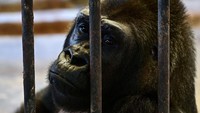 Bua Noi baru berusia satu tahun ketika dia dimasukkan ke dalam kandang yang akan menjadi rumah permanennya selama lebih dari tiga dekade. (Manan Vatsyayana/AFP/ Getty Images)