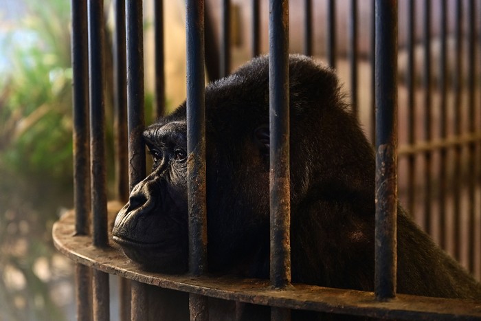 This photograph taken on March 19, 2023 shows visitors standing in front of the cage of Thailands only gorilla, a female named Bua Noi or Little Lotus, at the Pata Zoo in Bangkok. - Seven floors above a shopfloor hawking cheap perfume and nylon underwear, Thailands 