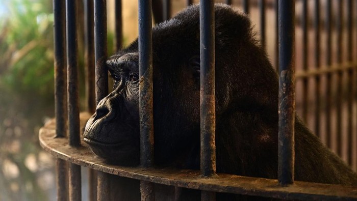 This photograph taken on March 19, 2023 shows visitors standing in front of the cage of Thailands only gorilla, a female named 'Bua Noi' or Little Lotus, at the Pata Zoo in Bangkok. - Seven floors above a shopfloor hawking cheap perfume and nylon underwear, Thailand's 