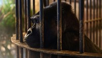 Kisah Sedih Gorila Paling Kesepian di Dunia, Tinggal di Mal