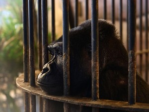 Kisah Sedih Gorila Paling Kesepian di Dunia, Tinggal di Mal