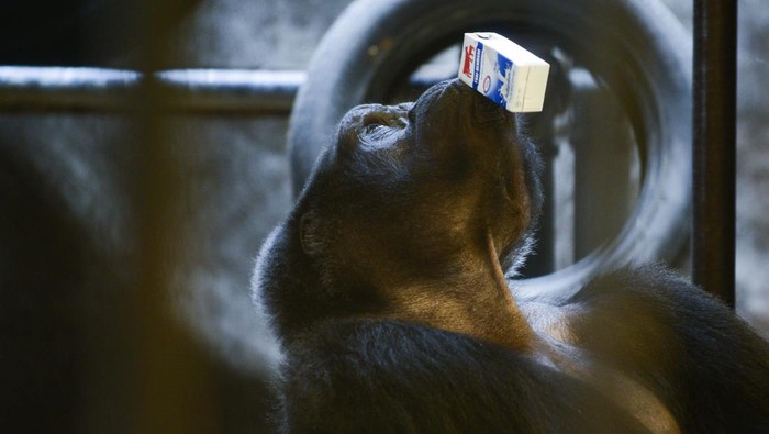 Female gorilla named 'Bua Noi', drinks a carton of milk inside a cage at the Pata Zoo in Bangkok, Thailand, 27 July 2019.  Pata Zoo is a small private zoo on the 6th and 7th floors of Pata Pinklao Department Store, Pata Zoo has operated since the beginning of 1983, along with the department store. For years it has been the focus of Thai animal rights activists who charge the zoo with inhumane treatment of animals. (Photo by Anusak Laowilas/NurPhoto via Getty Images)