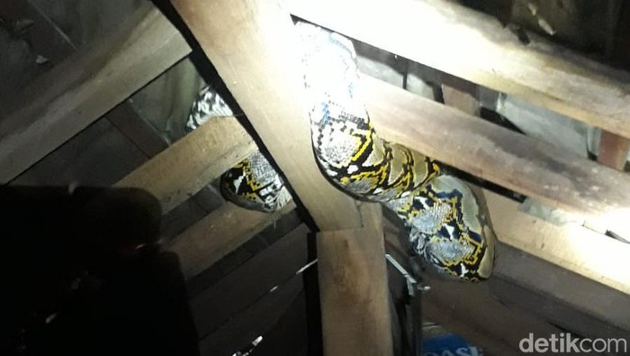 ular di palfon rumah warga Cilincing (dok Damkar Jakut)