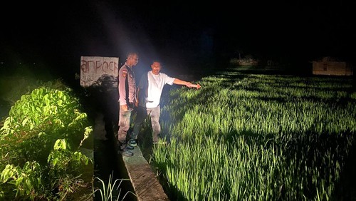 Polisi melakukan olah TKP di lokasi Maria Wea tewas tersambar petir di persawaha Poco Koe, Desa Ngancar, Kecamatan Lembor, Kabupaten Manggarai Barat, Nusa Tenggara Timur (NTT).