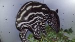 Penampakan Bayi Tapir yang Diselamatkan dari Lubang di Riau