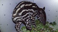 Saat ini bayi tapir yang dievakuasi dari Desa Gunung Melintang itu sudah berada di kandang transit Balai BKSDA Riau untuk dirawat.