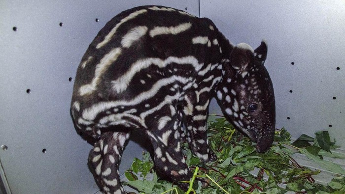 EVAKUASI BAYI TAPIR Seekor bayi Tapir (Tapirus indicus) berada di dalam kandang Transit Balai Besar Konservasi Sumber Daya Alam (BBKSDA) Riau di Pekanbaru, Riau, Kamis (23/3/2023). BBKSDA Riau mengevakuasi bayi Tapir yang berumur tiga bulan dan berjenis kelamin betina tersebut, usai ditemukan warga terjebak di dalam lubang di Desa Gunung Melintang, Kabupaten Kuantan Singingi, Provinsi Riau. ANTARA FOTO/Yudhie/Lmo/aww.