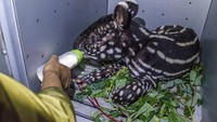Kepala Bidang KSDA Wilayah I Balai BKSDA Riau Andri Hansen Siregar mengatakan bahwa tapir menjadi satwa yang dilindungi. Bahkan pada tahun 2008 lalu tapir dinyatakan sebagai spesies yang terancam punah.