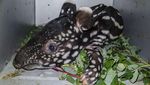 Penampakan Bayi Tapir yang Diselamatkan dari Lubang di Riau