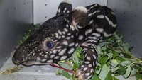 Bayi tapir itu ditemukan warga terjebak di dalam lubang di Desa Gunung Melintang, Kabupaten Kuantan Singingi, Provinsi Riau pada Rabu (22/3/2023) lalu.
