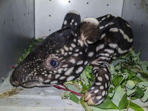 Penampakan Bayi Tapir yang Diselamatkan dari Lubang di Riau