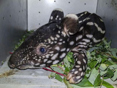 Penampakan Bayi Tapir yang Diselamatkan dari Lubang di Riau