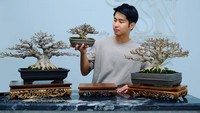 Berawal Iseng Budidaya Bonsai, Pesulap Jusin Clasic Raih Investasi Menguntungkan