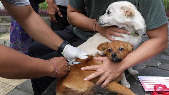 Dokter hewan menyuntikkan vaksin anti rabies pada seekor anjing saat pelayanan vaksinasi rabies di Denpasar, Bali, Sabtu (25/3/2023). Berdasarkan data dari Dinas Pertanian Kota Denpasar mencatat estimasi anjing di Kota Denpasar sebanyak 82 ribu ekor dan yang sudah divaksin sebanyak 2.800 ekor atau 3,4 persen. ANTARA FOTO/Nyoman Hendra Wibowo/rwa.