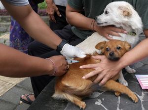 Ngeri! 4.017 Kasus Gigitan Anjing di Badung Selama Januari-Juni 2023